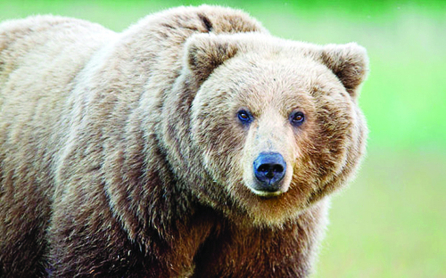 brown bear s travels