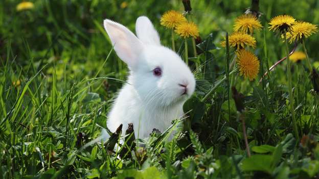 rabbit s travels